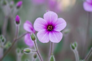 「慰めも主によって」Ⅱコリント１:３～11