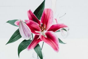 「信じるか信じないかは」ペテロの第二の手紙1:16～19