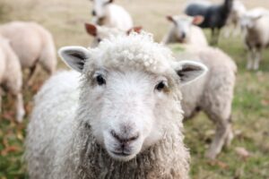 「迷子の羊ー本当の平和ー」マタイによる福音書18:10～20
