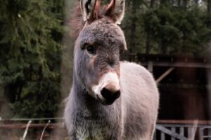 「弱さって素敵だ」コリント人への第二の手紙12:1～10